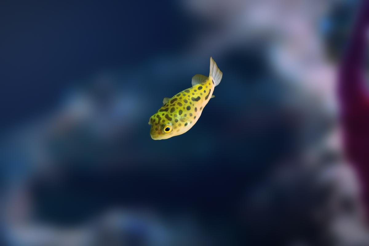 An image of a Green spotted puffer