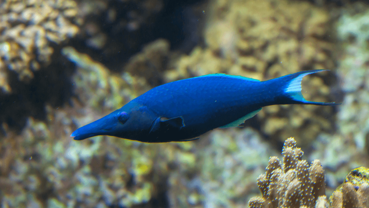 An image of a Bird wrasse