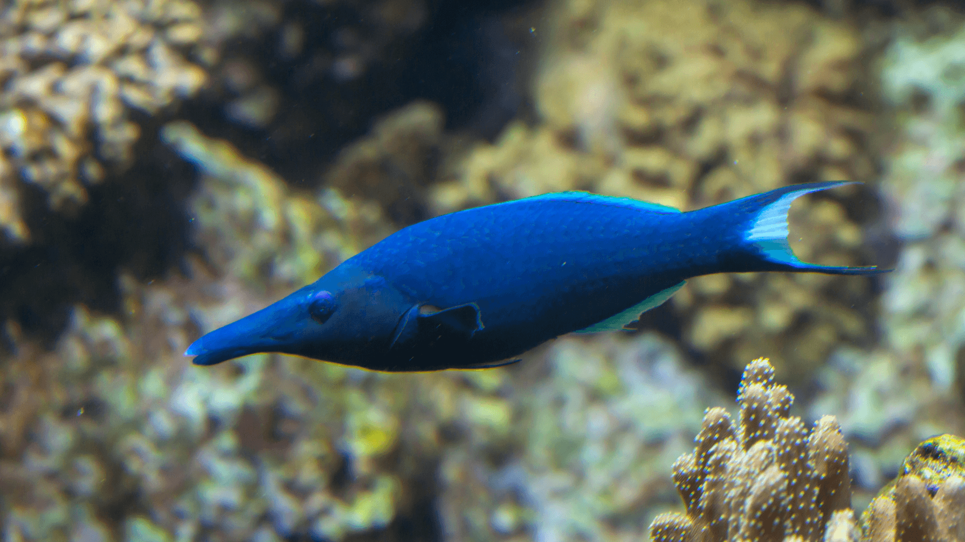 A photo of Bird wrasse