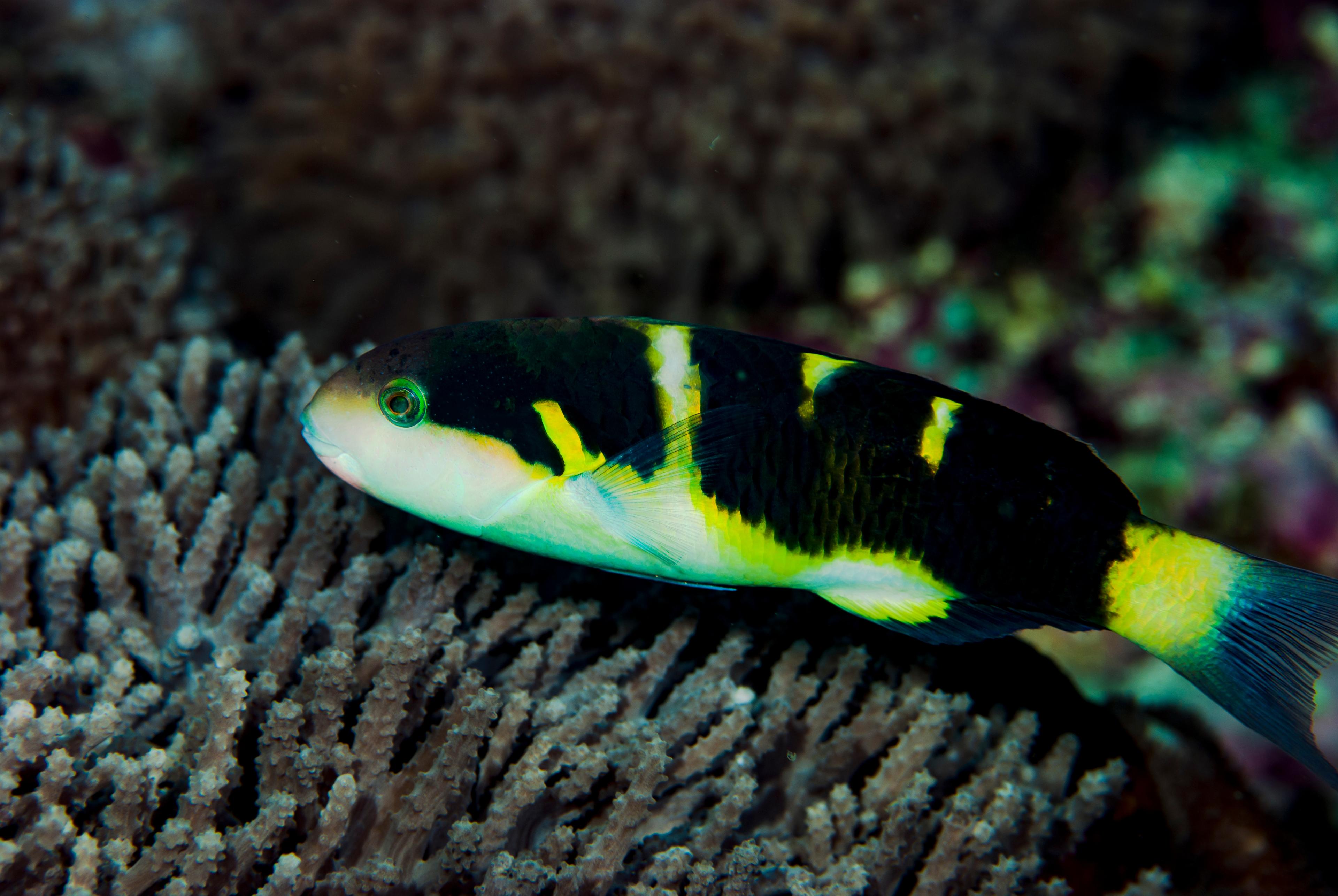 A photo of Jansen saddle wrasse