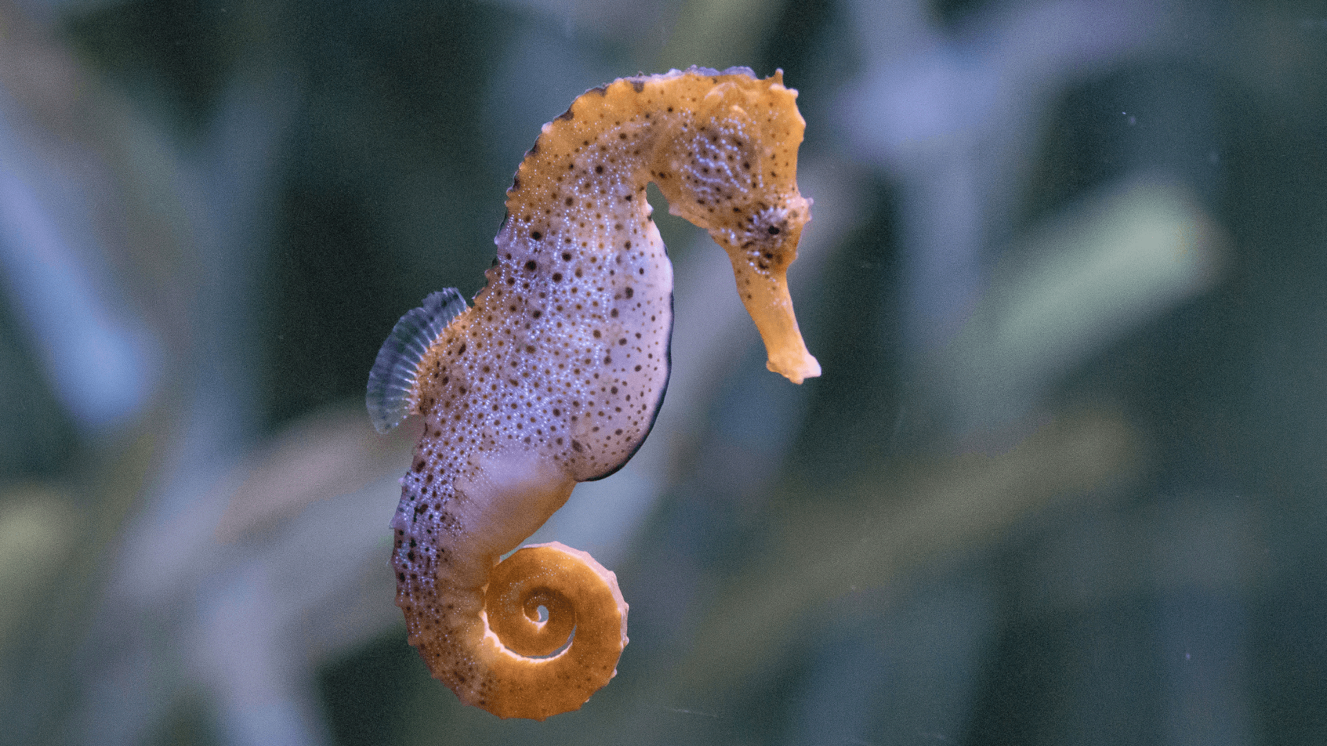 A photo of Restricted Species in the Aquarium Hobby