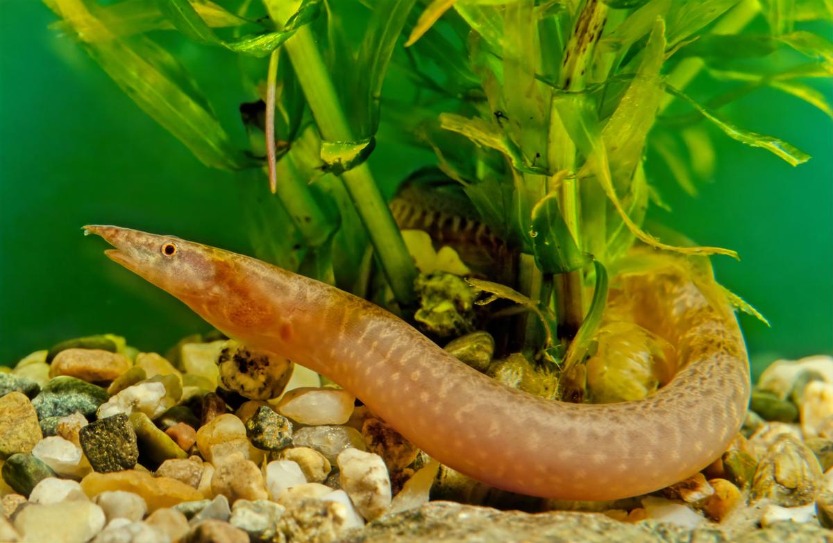 An image of a Tire track eel