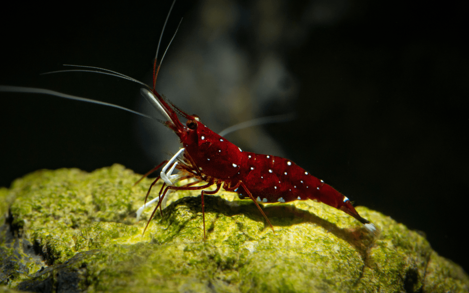 Red sulawesi shrimp