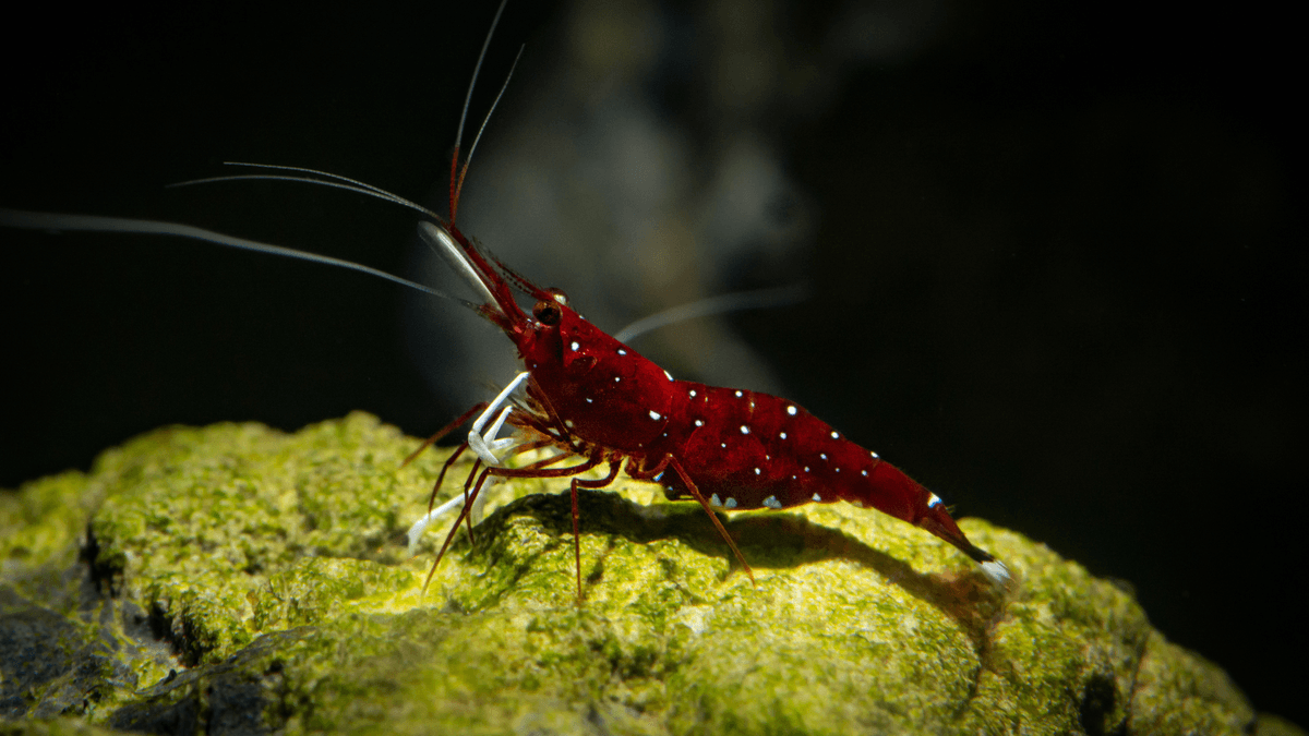 An image of a Sulawesi Shrimp