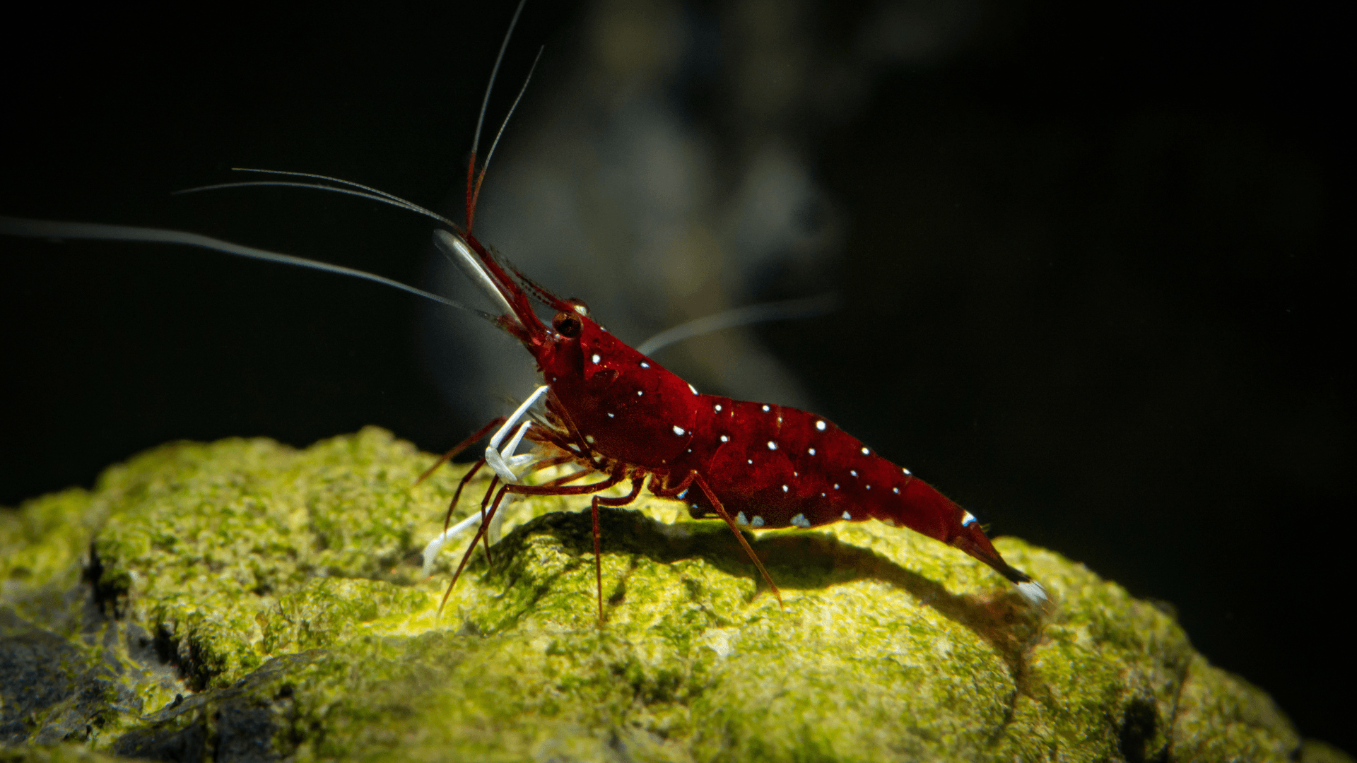 A photo of Sulawesi Shrimp