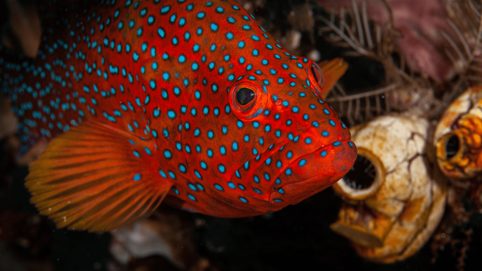 A photo of Coral Grouper