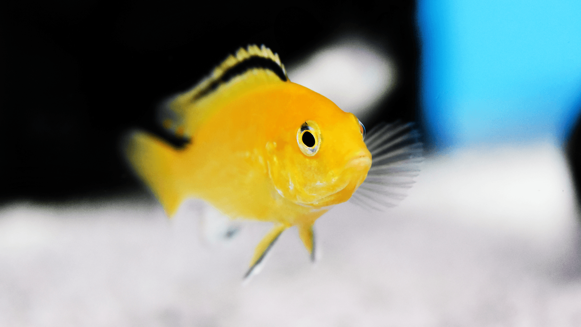 A photo of Electric yellow cichlid