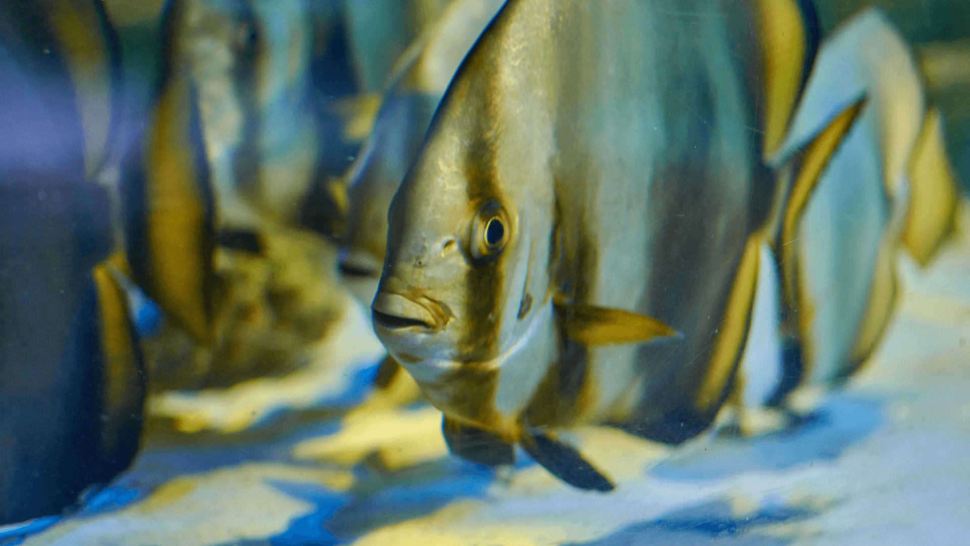 Teira batfish image 3
