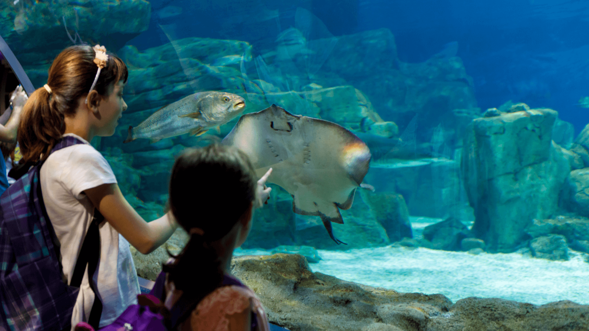 A photo of Gift Ideas for Kids Who Like Aquariums and Marine Life