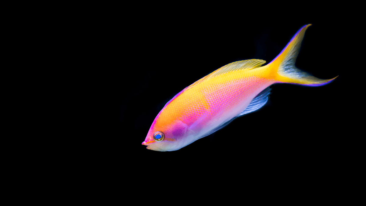 An image of a Bartlett's anthias