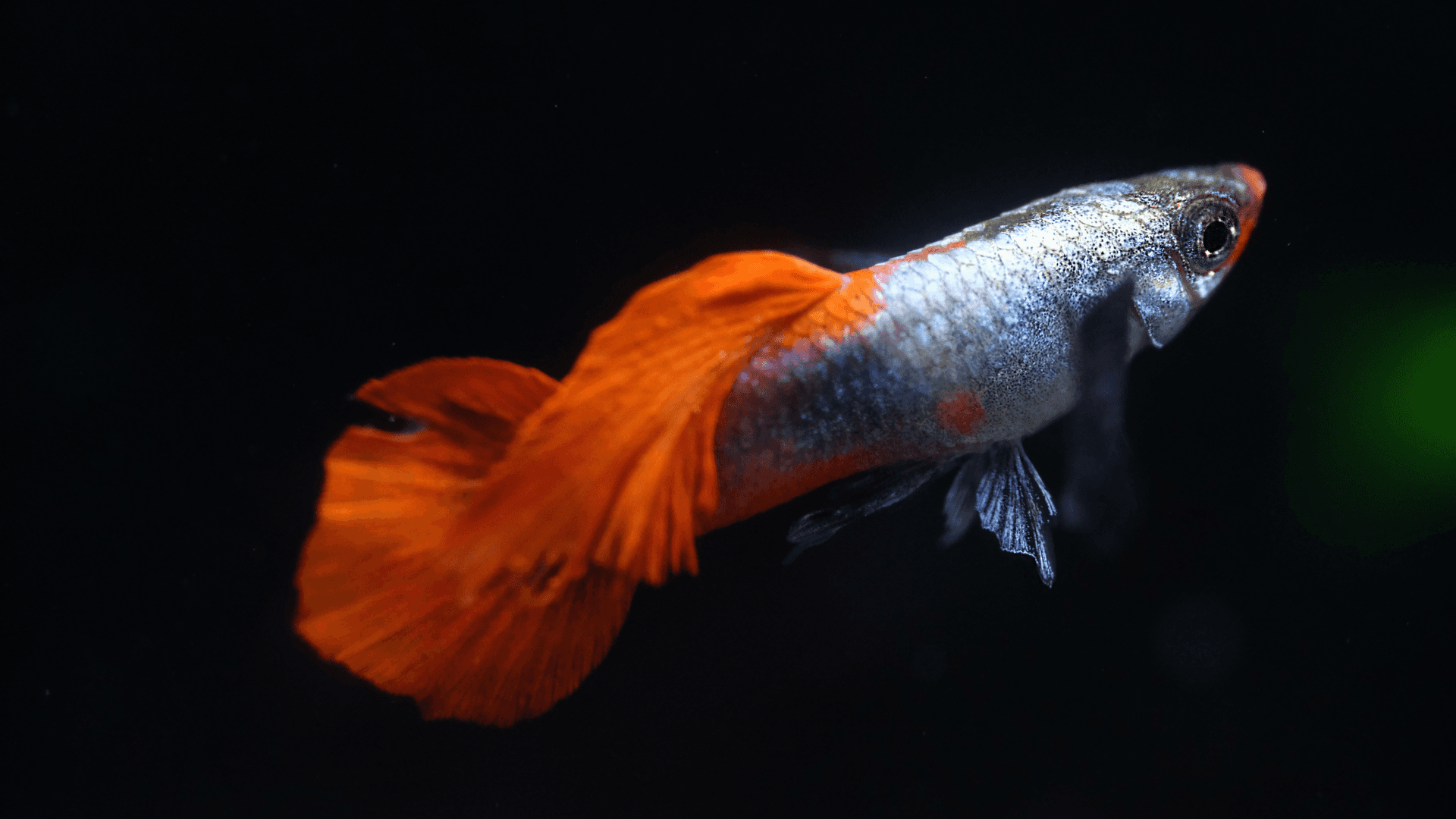 A photo of The Rapid Evolution of Guppies