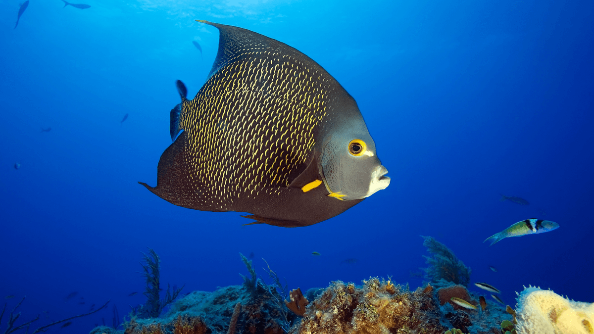 An image of a French angelfish