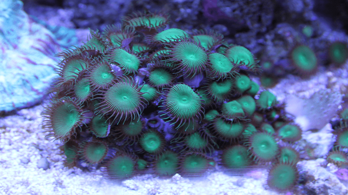 An image of a Button polyp
