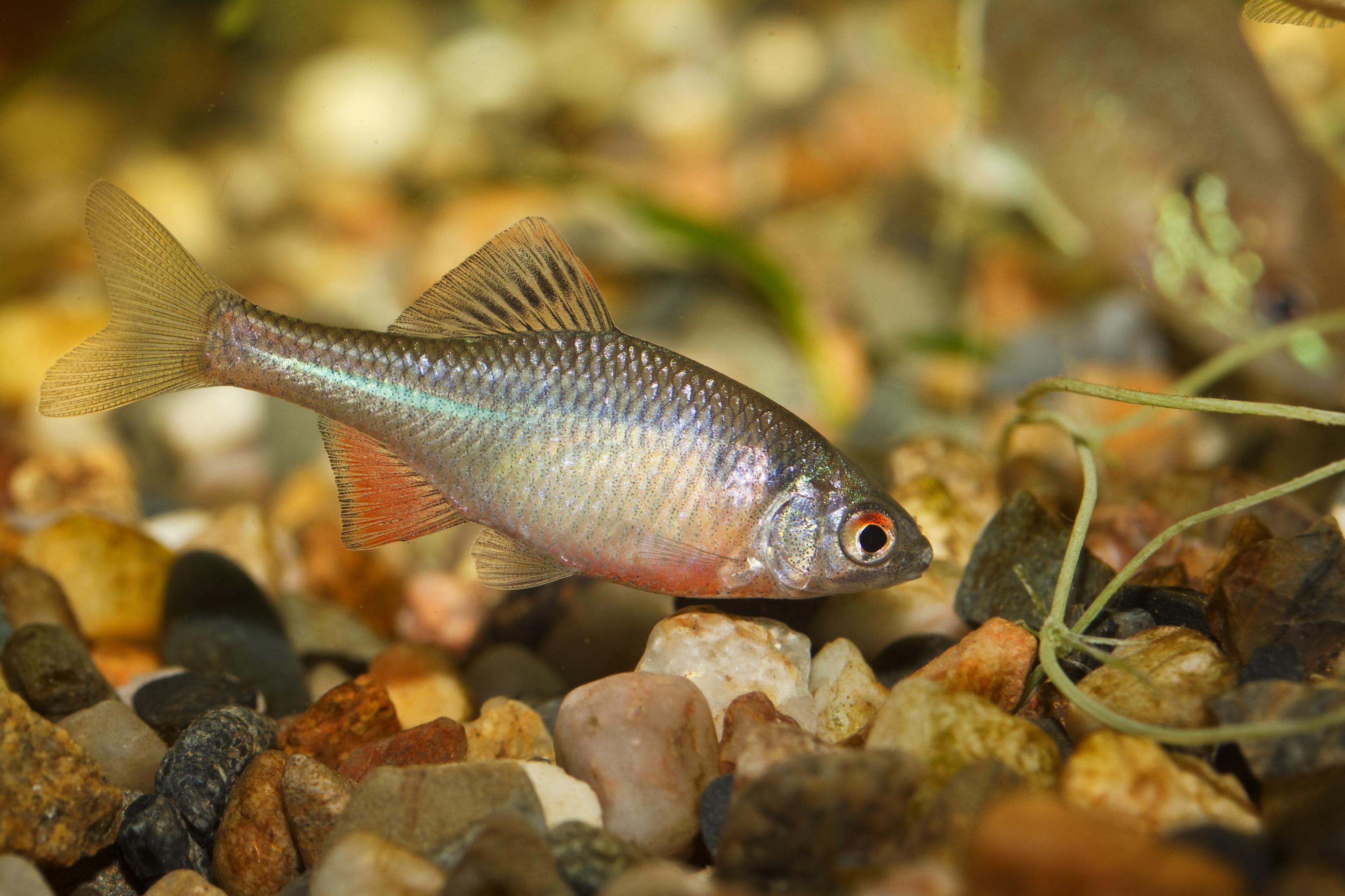 A photo of Bitterling