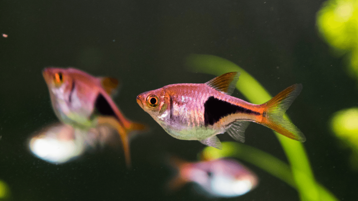 An image of a Harlequin rasbora