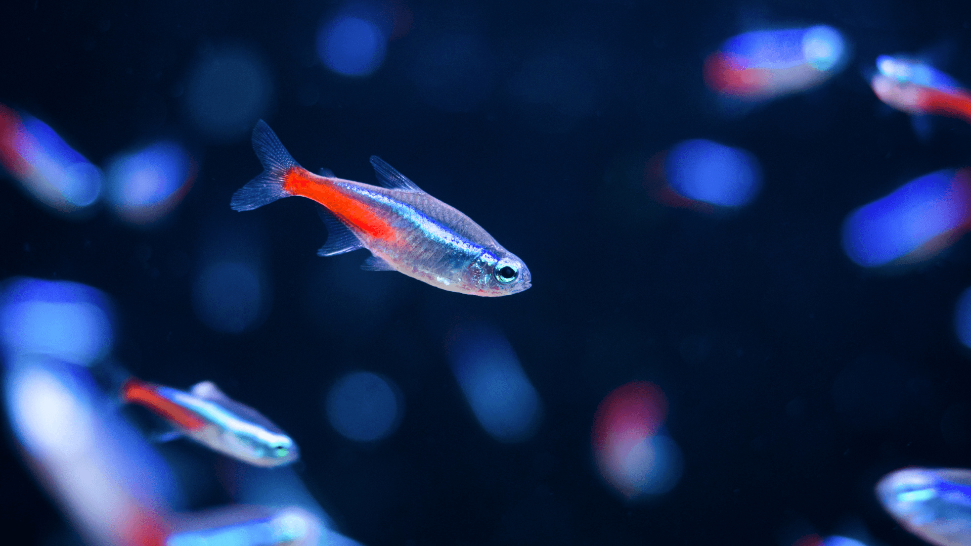 A photo of Neon tetra