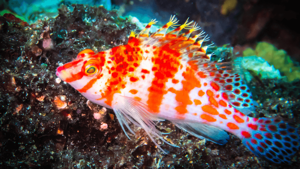 An image of a Blood red hawkfish