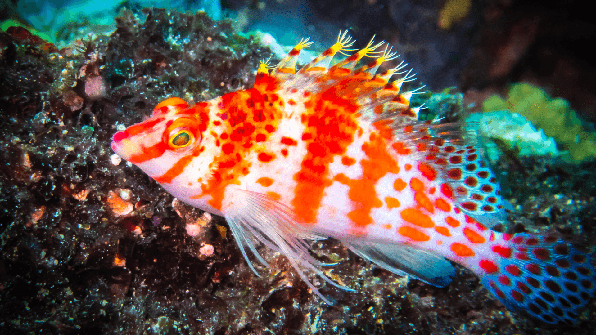 A photo of Blood red hawkfish