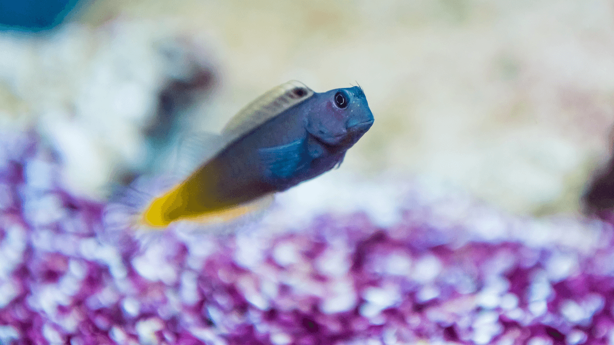 An image of a Bicolor blenny