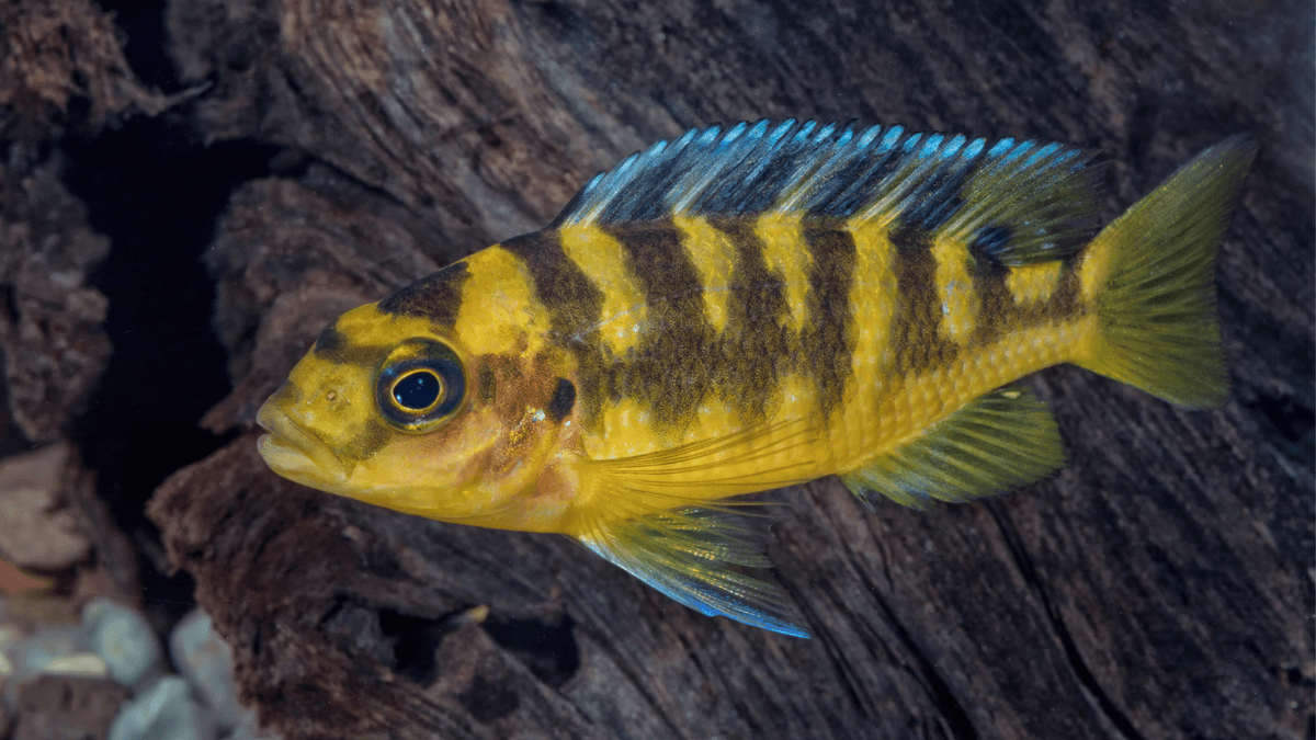 An image of a Bumblebee cichlid