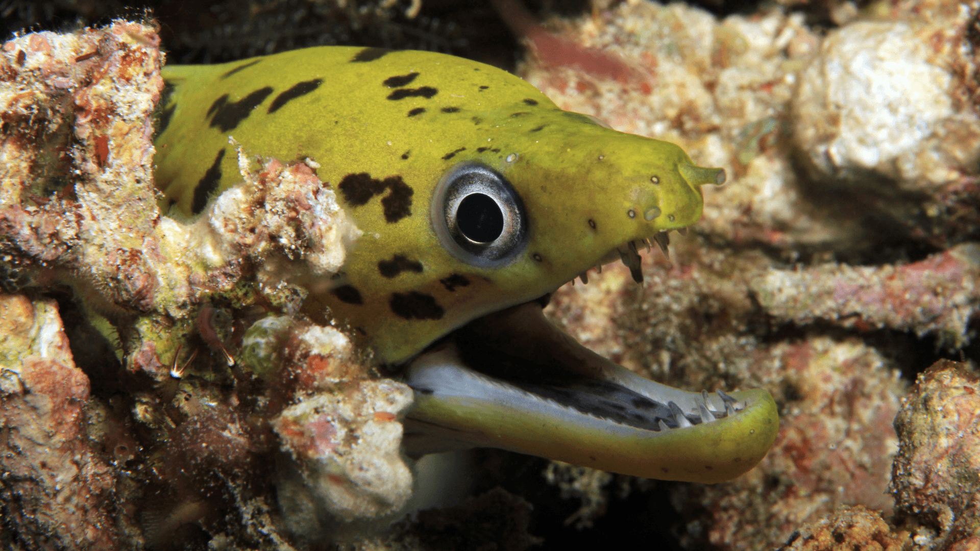 A photo of Yellowhead moray eel