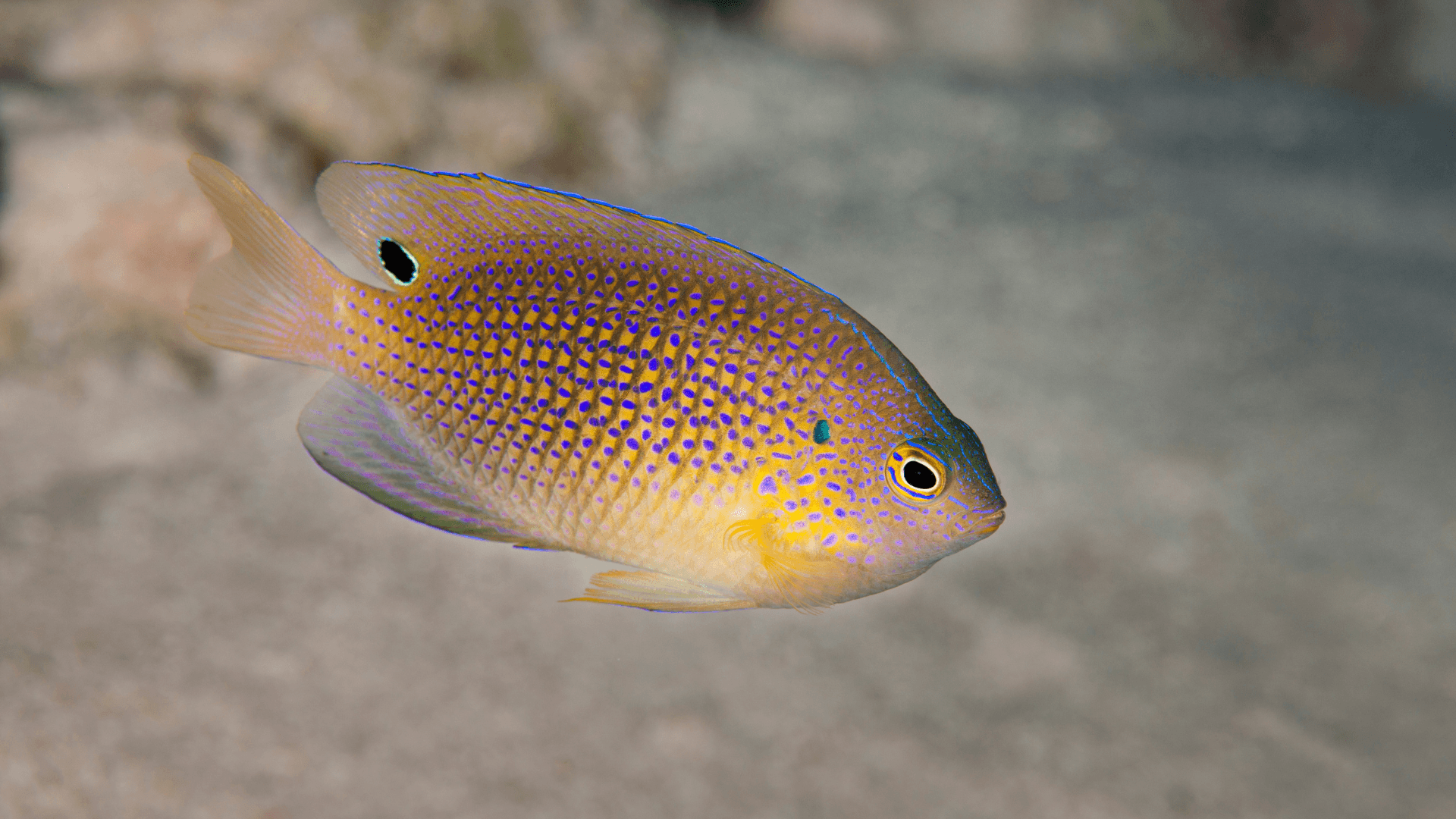 A photo of Ocellate damsel
