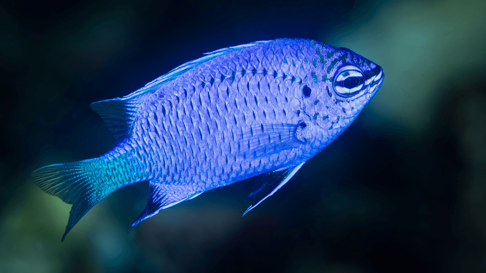 A photo of Blue damsel