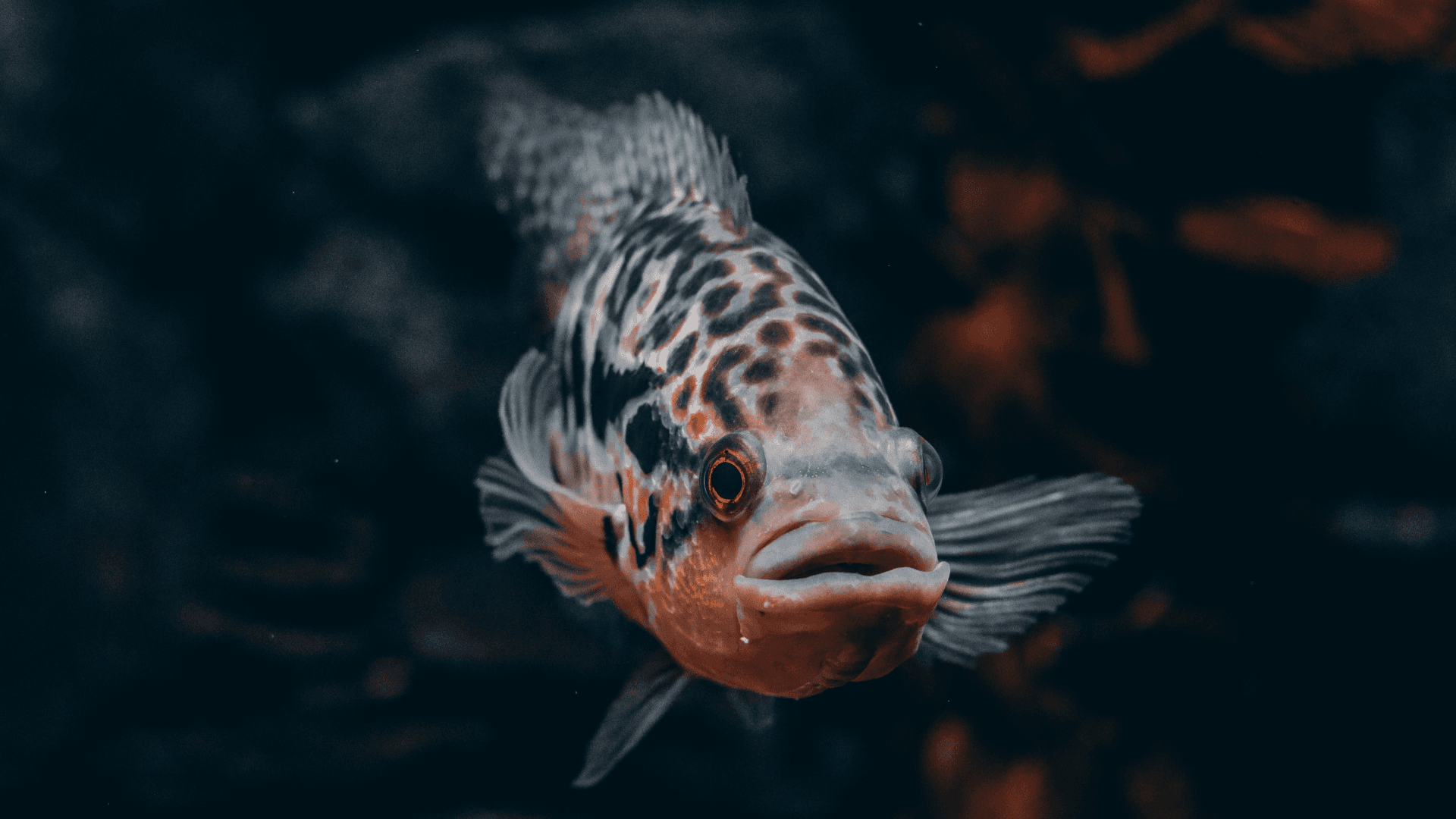 A photo of Cichlids