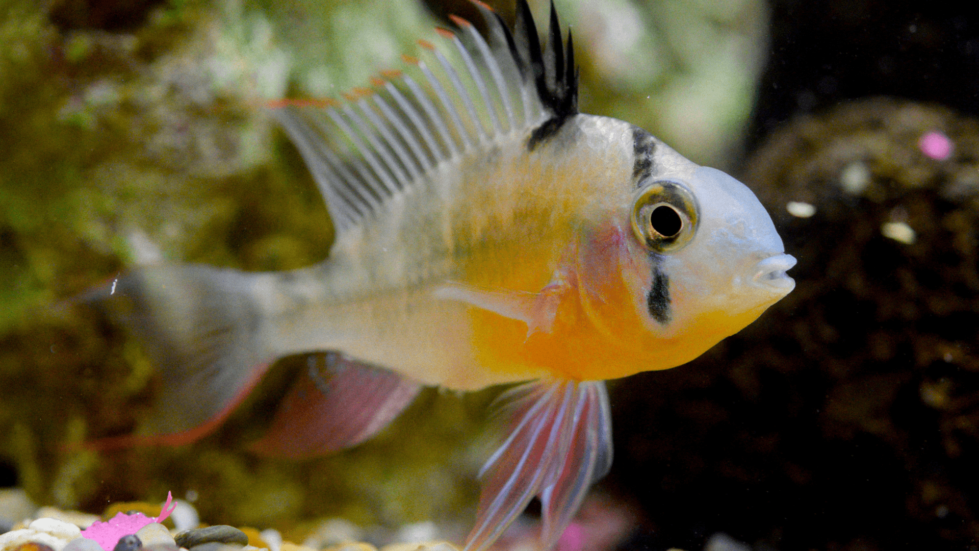 A photo of Bolivian ram