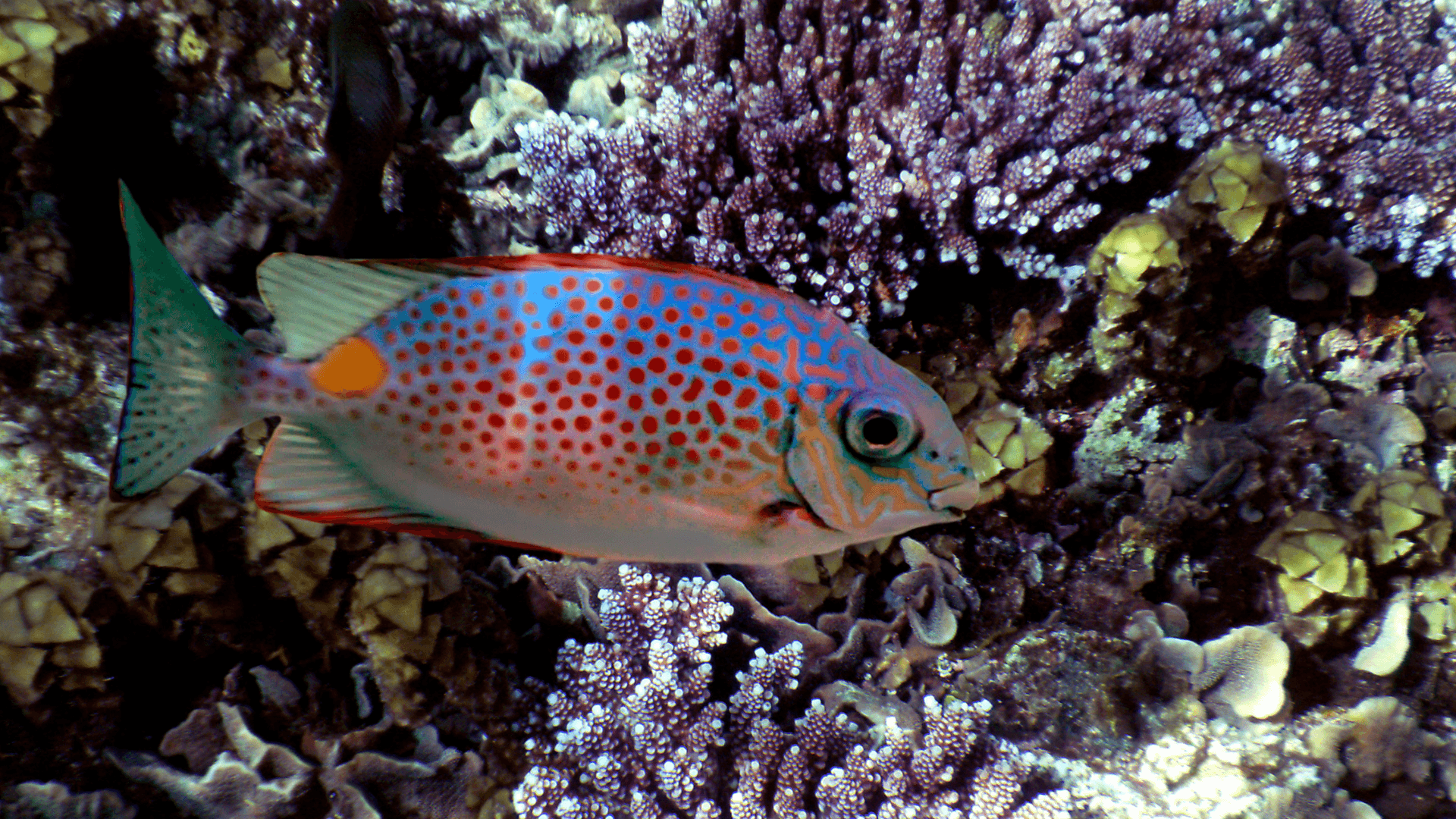 A photo of Yellow Blotch Rabbitfish