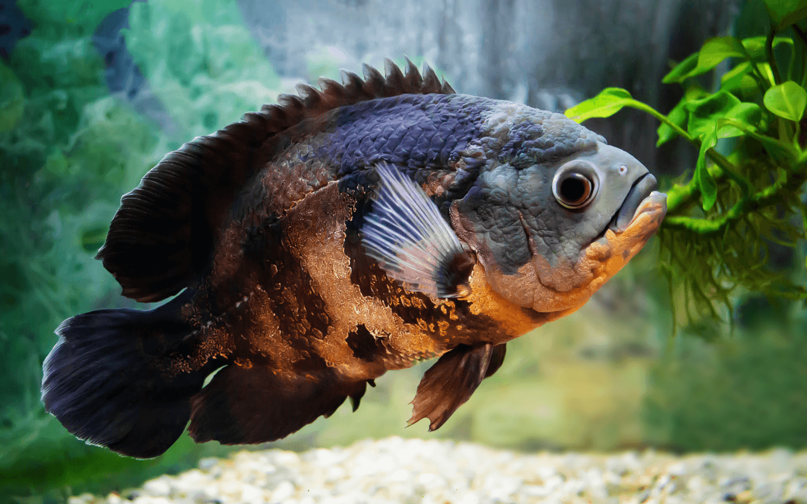 An Oscar fish