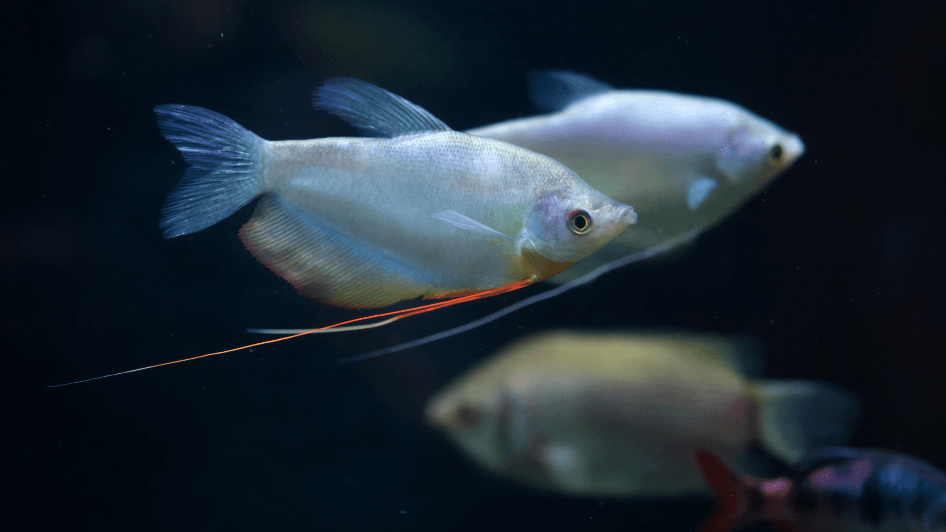 A photo of Moonlight gourami