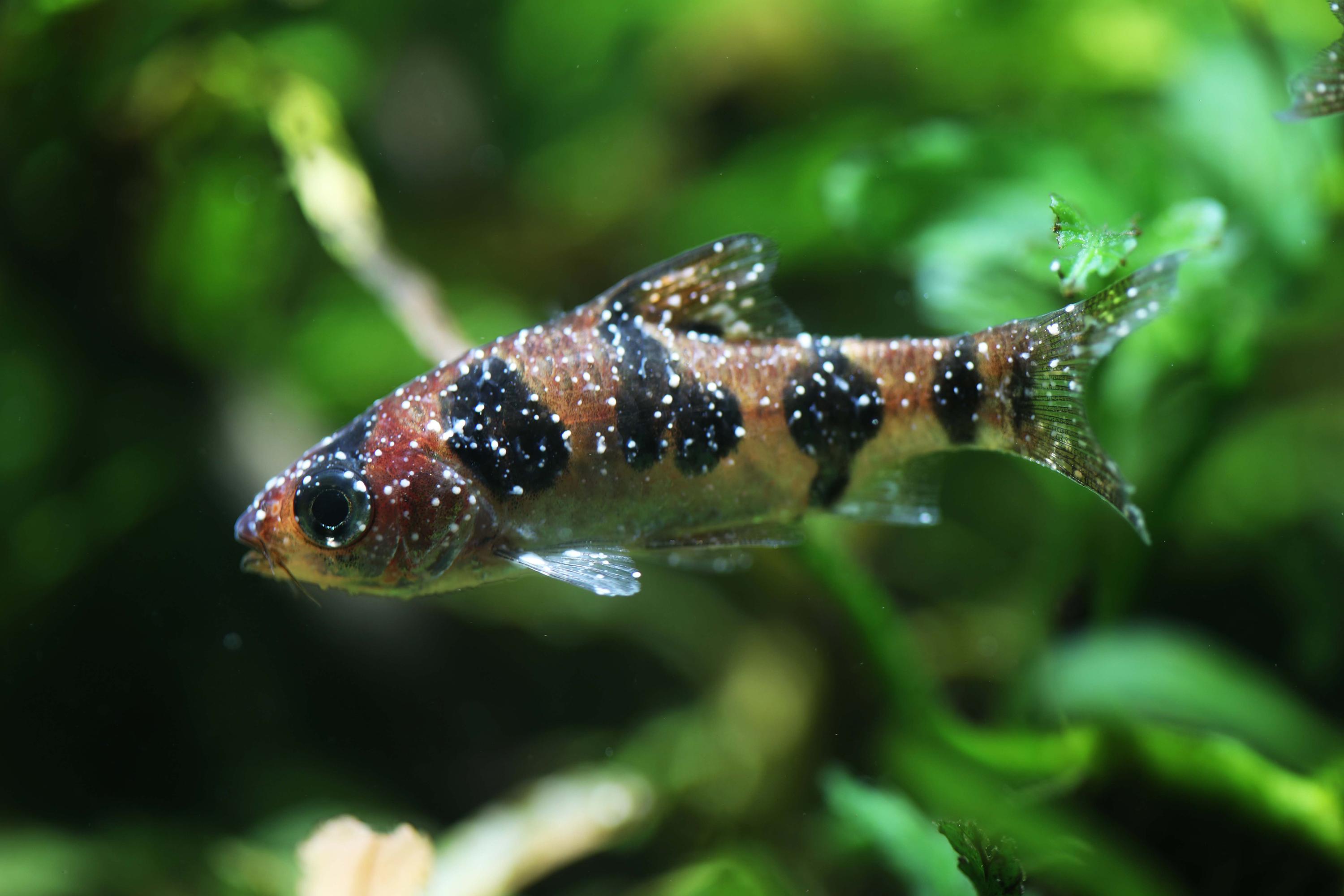 A photo of Identifying Health Problems in Aquarium Fish