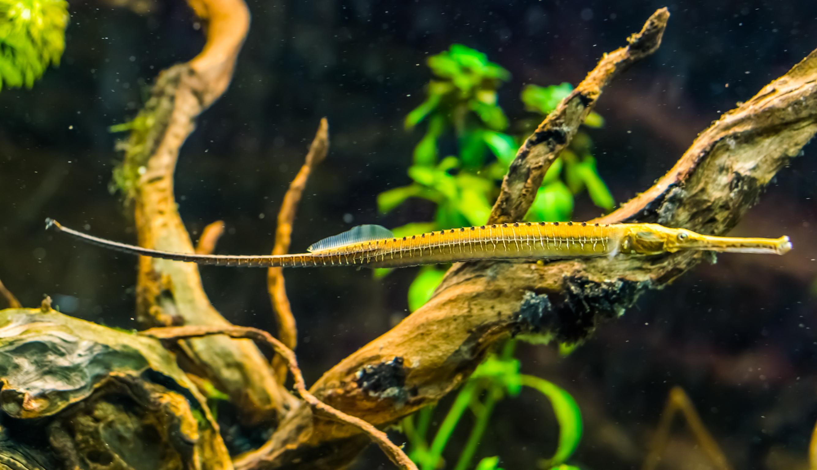 A photo of Freshwater pipefish