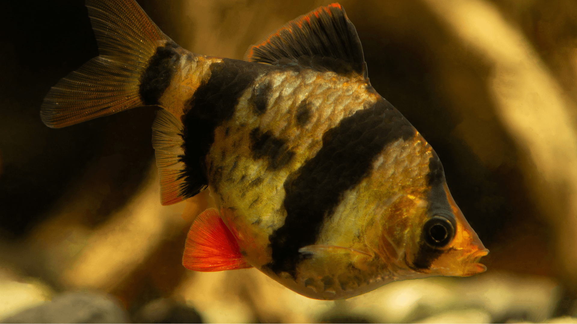 Tiger barb image 2