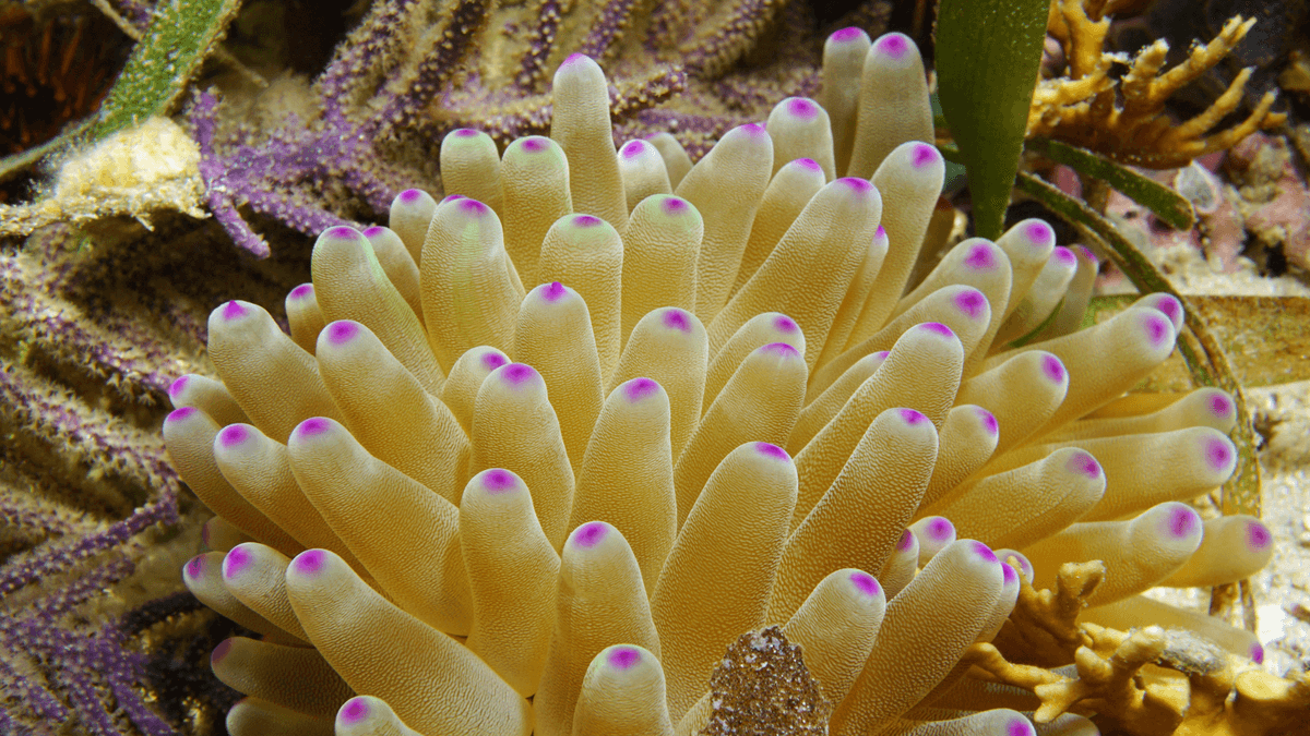 An image of a Condy Anemone