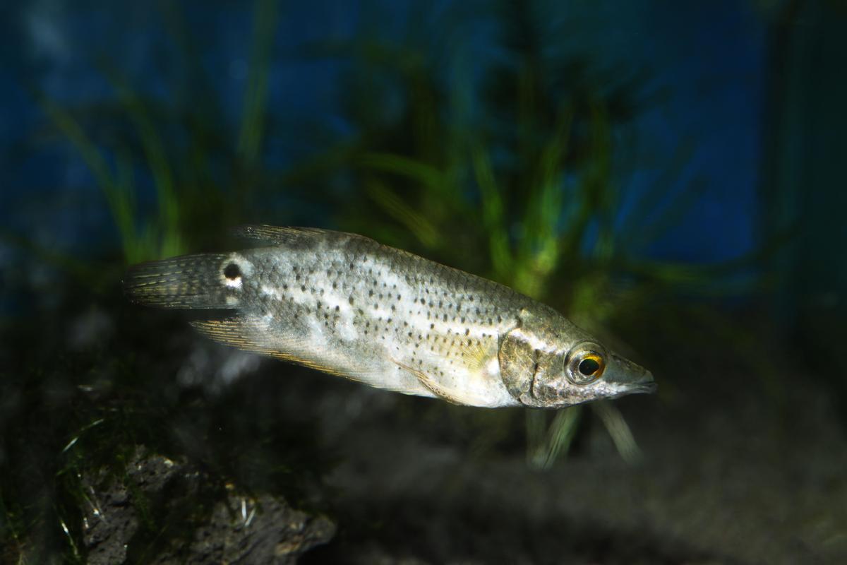 An image of a Frail gourami