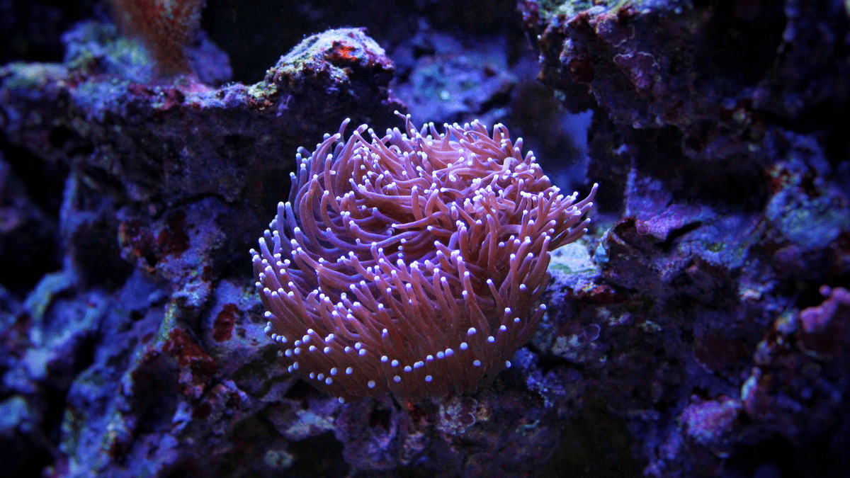 An image of a Torch coral