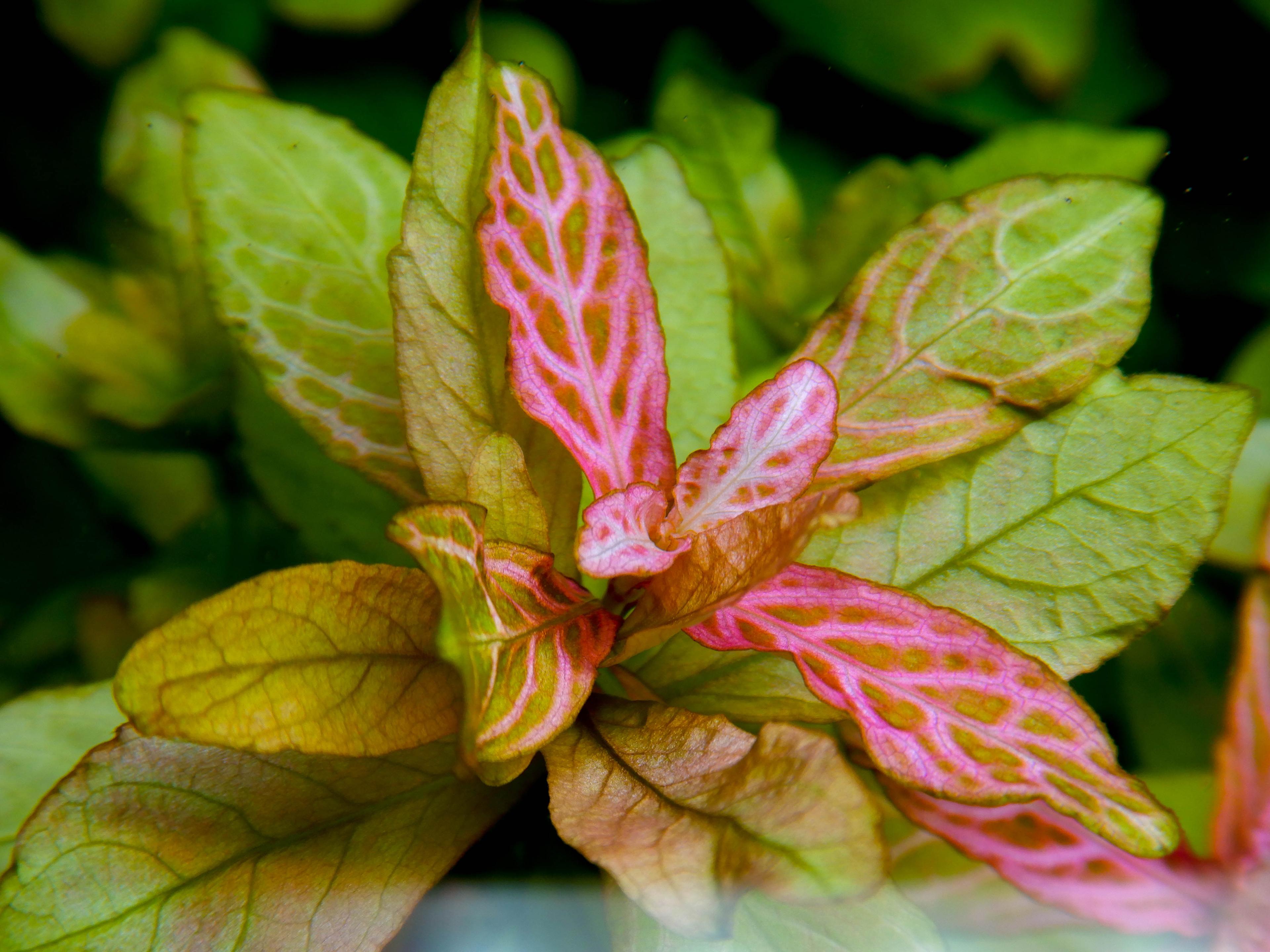 A photo of Hygrophila polysperma 'Rosanervig'