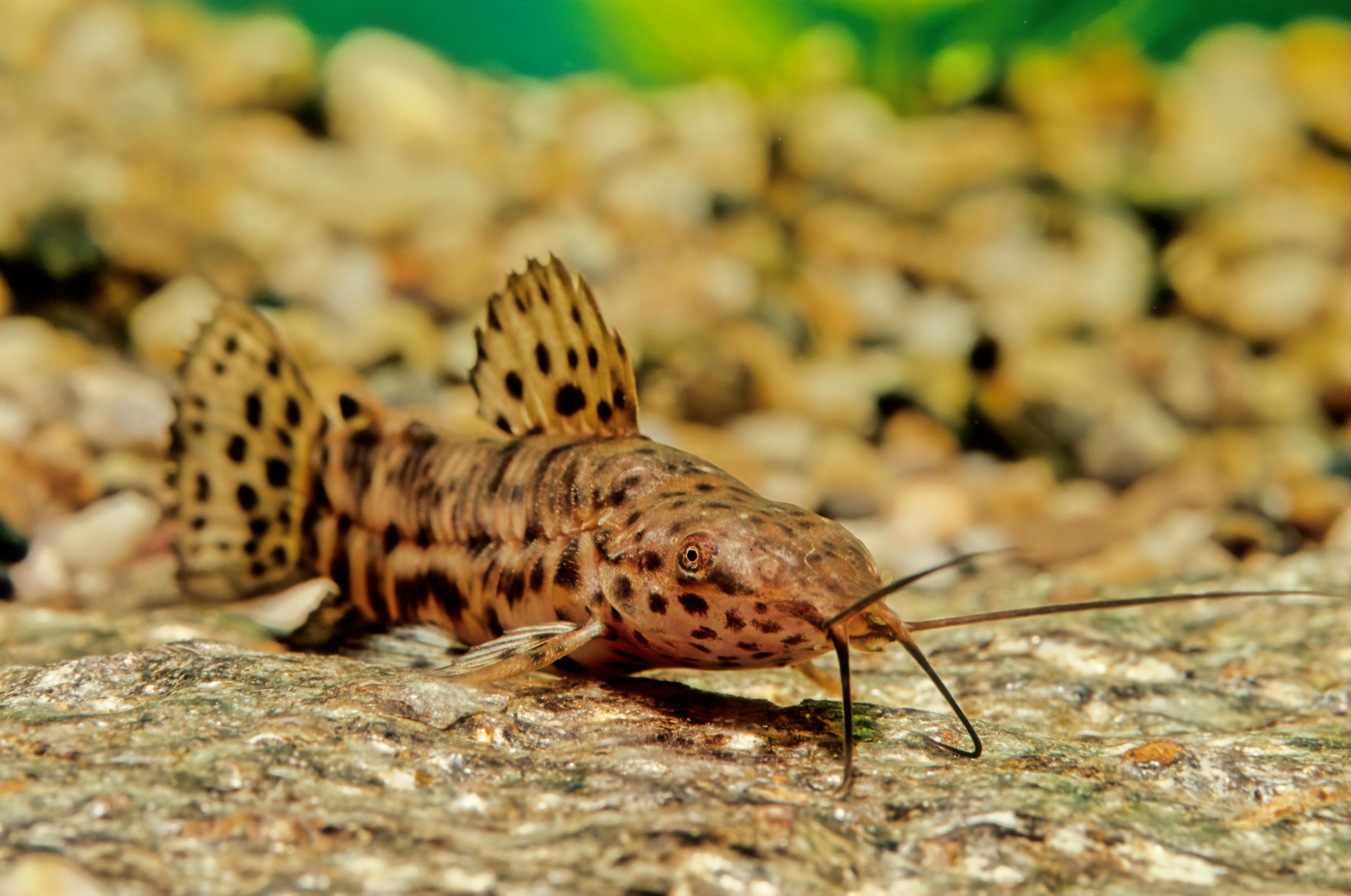 A photo of Spotted hoplo