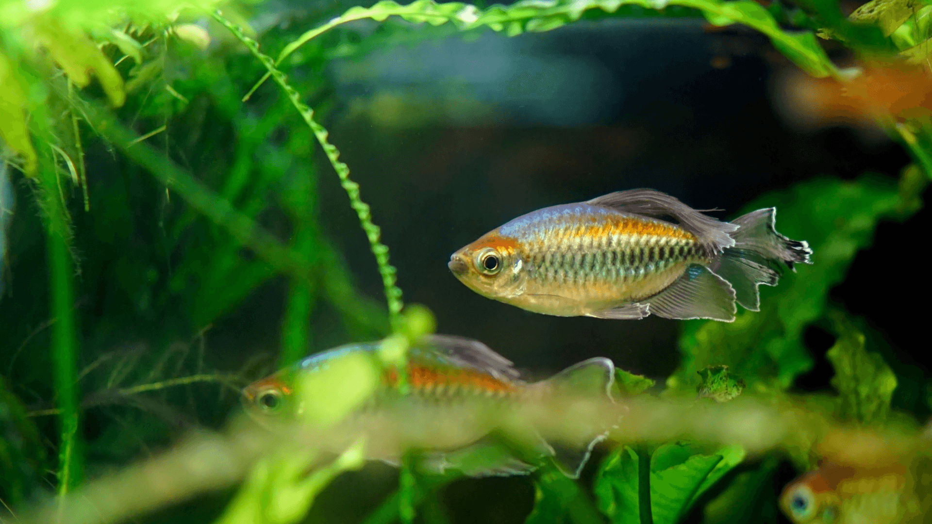 Two male congo tetra in focus