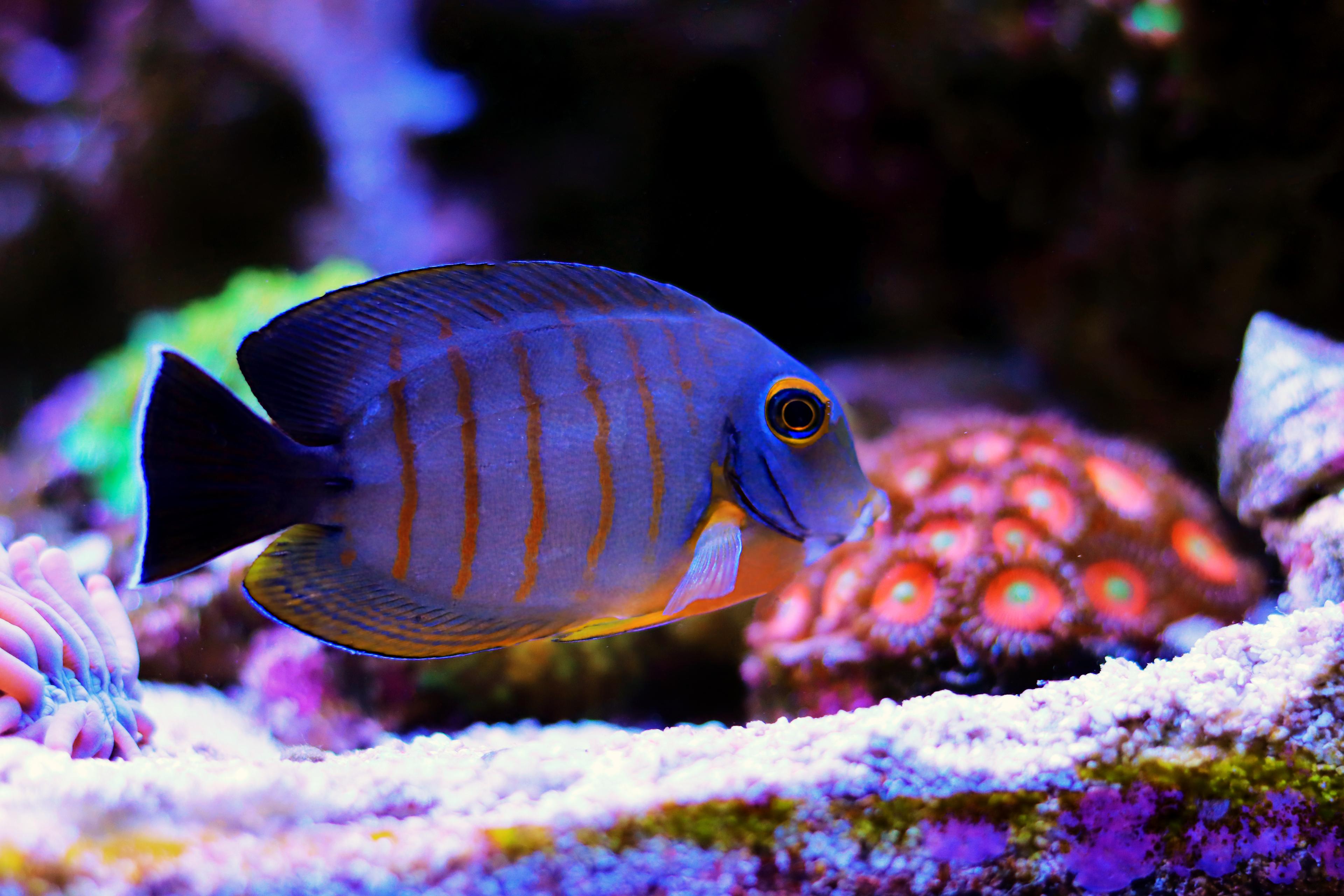 A photo of Eibli mimic tang