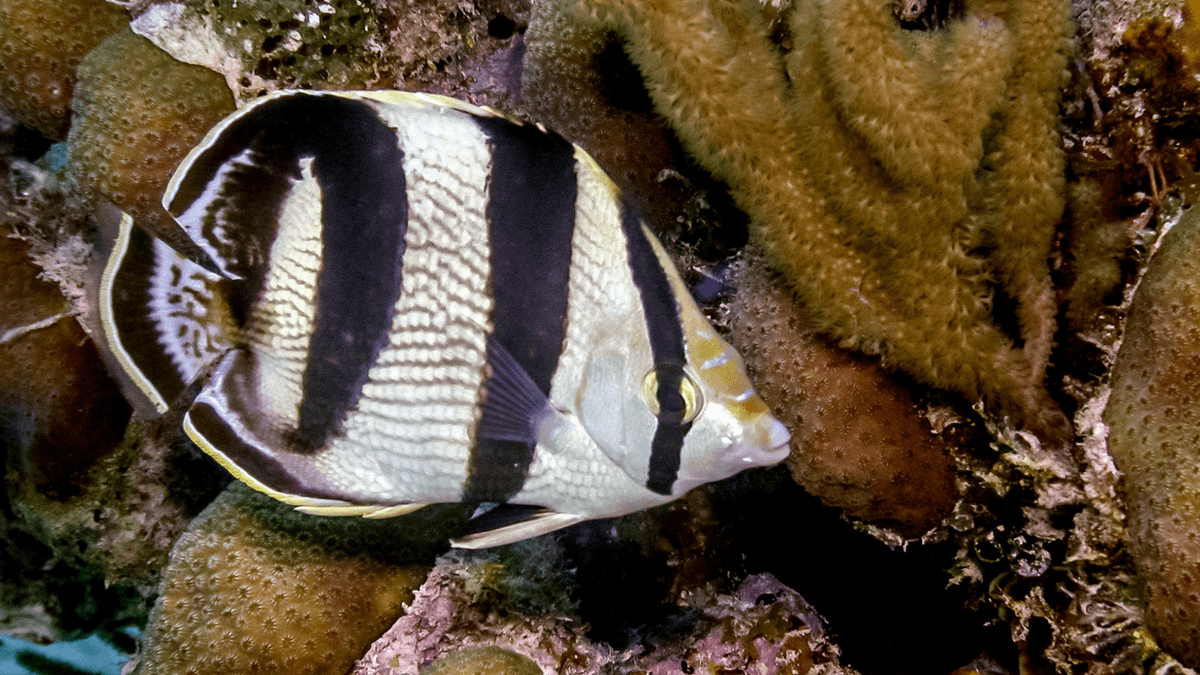 An image of a Banded butterflyfish