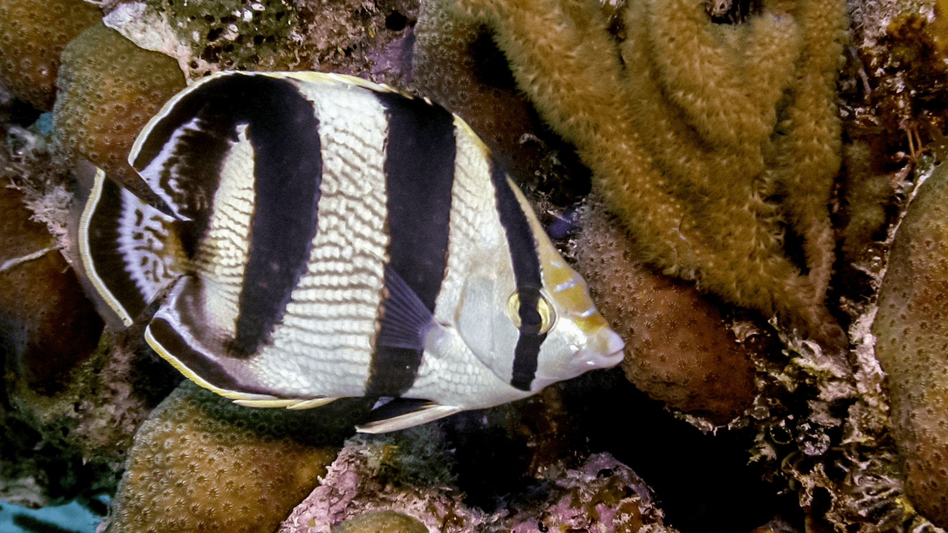 A photo of Banded butterflyfish