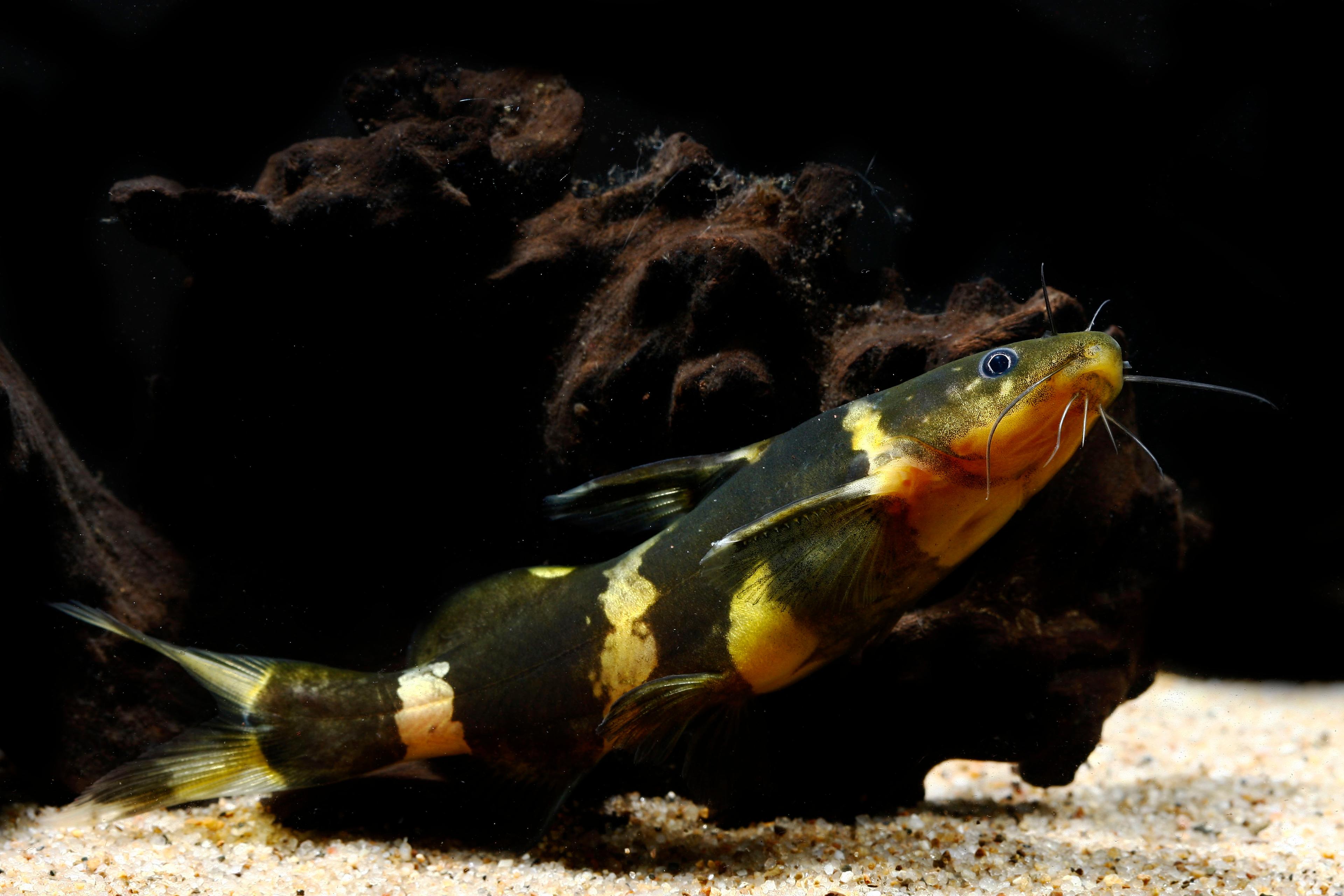 A photo of Asian bumblebee catfish