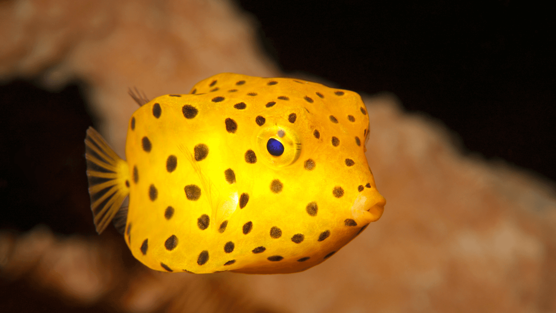 A photo of Yellow boxfish