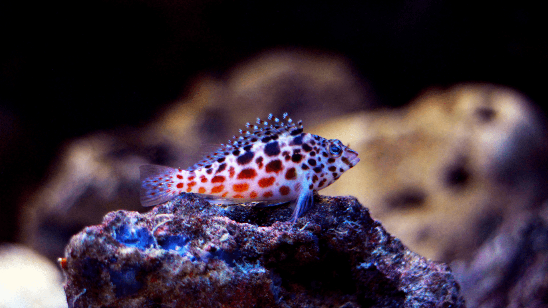 A photo of Spotted hawkfish