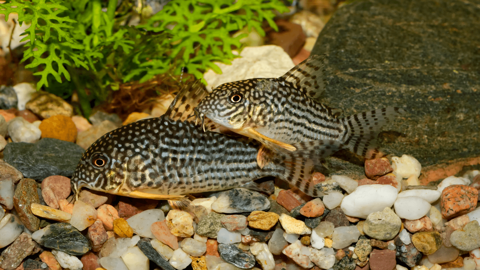 A photo of Corydoras