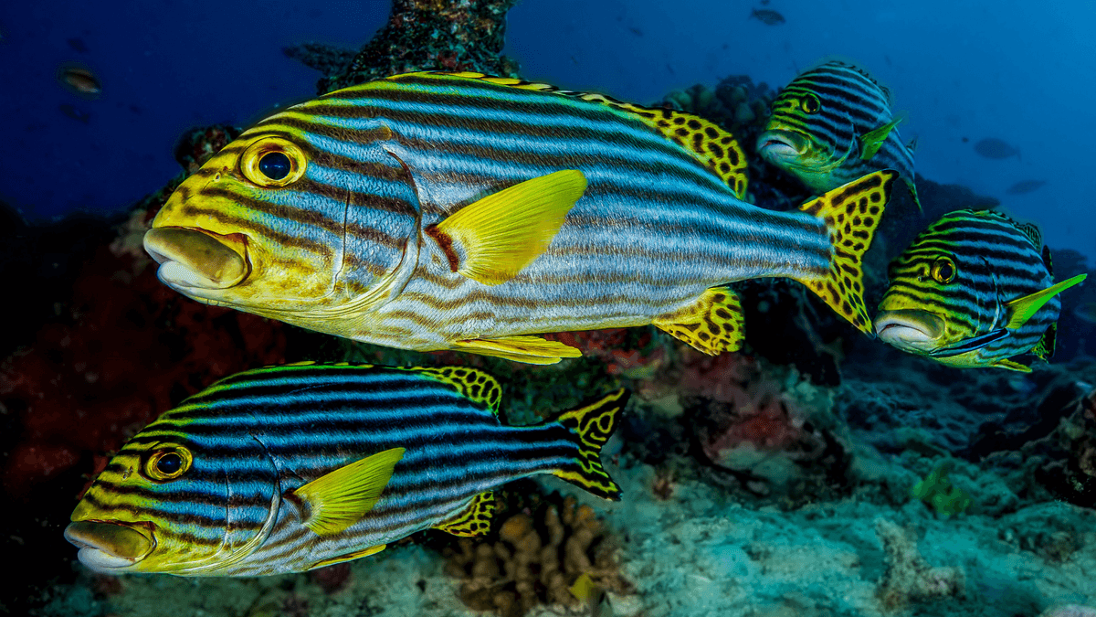 An image of Oriental sweetlips