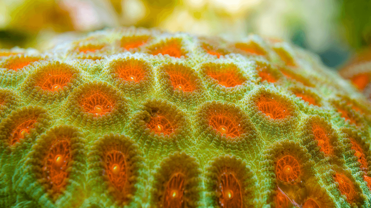 An image of a Fabian Brain Coral